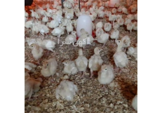 قیمت جوجه بوقلمون یک ماهه فروش جوجه بوقلمون طیور در تهران قیمت جوجه