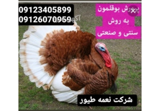 نگهداری و پرورش جوجه بوقلمون طیور در تهران فروش بوقلمون سفید نگهداری