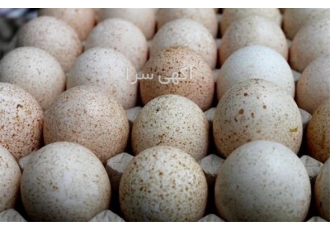 خرید و فروش تخم نطفه دار بوقلمون در اصفهان خرید و فروش تخم نطفه دار