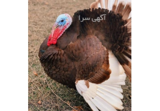 فروش جوجه بوقلمون، بوربون قرمز