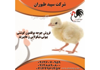فروش ویژه جوجه بوقلمون