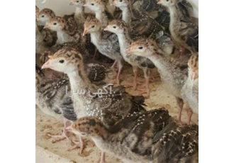 فروش جوجه بوقلمون یک ماهه گوشتی برنز آمریکایی
