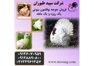 فروش جوجه بوقلمون بیوتی بوقلمون یک روزه تا بالغ در تهران فروش جوجه