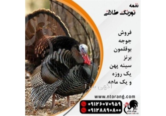 قیمت بوقلمون بیوتی / طیور در تهران قیمت بوقلمون بیوتی طیور قیمت بوقلمون