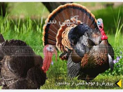 آگهی های کشاورزی و دامداری - اردل