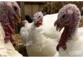 فروش ویژه و استثنایی بوقلمون یک روزه اصل بیوتی در تهران فروش ویژه