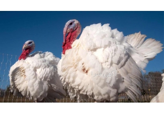 فروش بوقلمون بوربون و بیوتی طیور در تهران فروش بوقلمون بوربون و بیوتی