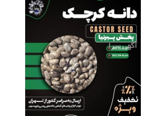 عرضه دانه کرچک روغن گیری