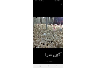 تخم نطفه دار و جوجه بوقلمون گوشتی و تخم گذار در مشهد #160 تخم نطفه دار