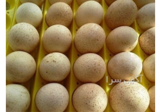 فروش جوجه بوقلمون، برنز انگلیسی و بیوتی
