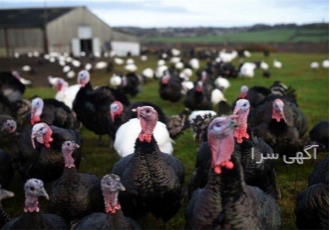 فروش بوقلمون برنز ارلوپ طیور در تهران پرورش بوقلمون برنز سال هاست