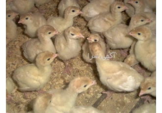 فروش جوجه بوقلمون یک روزه بی یو تی طیور در تهران فروش جوجه بوقلمون یک