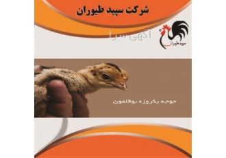 فروش بوقلمون زنده پرورشی قیمت عالی ، طیور