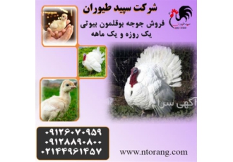 بوقلمون زنده -پرورش و فروش بوقلمون - طیور