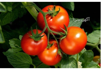 خرید و فروش عمده گوجه