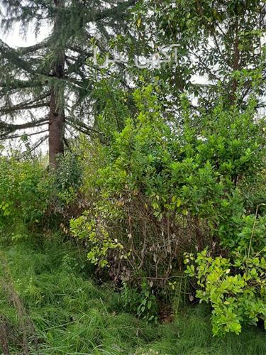 آگهی های باغ ویلا - رشت