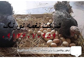 بوقلمون برنز فروش جوجه بوقلمون طیور در تهران فروش و قیمت جوجه