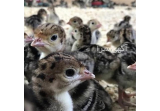 فروش جوجه یک روزه بوقلمون برنز در نور افرادی که می خواهند وارد کار