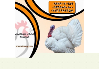فروش و قیمت بوقلمون - طیور