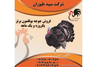 قیمت جوجه بوقلمون برنز ، فروش جوجه بوقلمون برنز