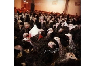 فروش تخم نطفه دار بوربون برنز و قرمز آمریکایی عالی