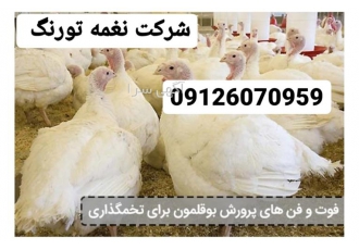بوقلمون تخمگذار در تهران شرکت نغمه تورنگ مرکز فروش بوقلمون تخمگذار