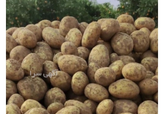 خرید و فروش عمده سیب زمینی