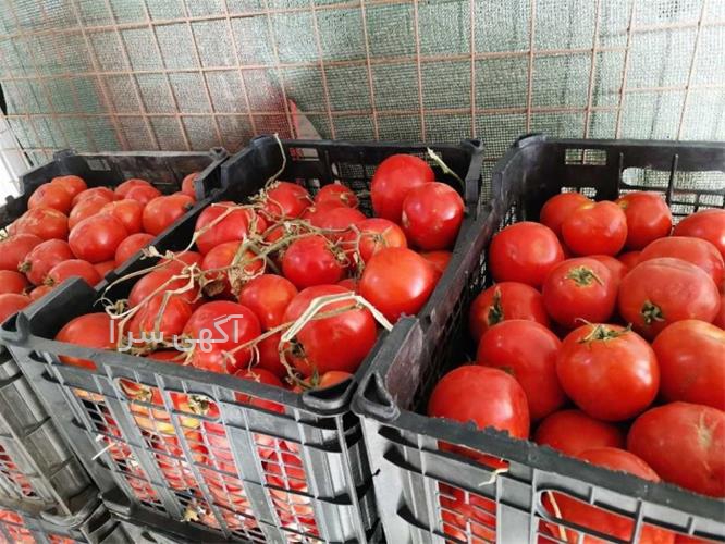آگهی های محصولات زراعی و باغی - زنجان