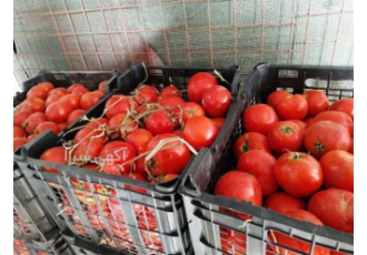 خرید و فروش عمده گوجه صادراتی