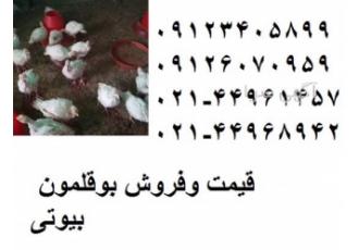 قیمت فروش جوجه بوقلمون بیوتی یک ماه طیور در تهران قیمت فروش جوجه