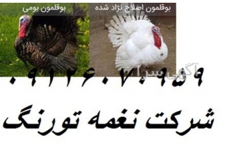 فروش جوجه بوقلمون فروش جوجه بوقلمون بومی طیور در تهران فروش جوجه