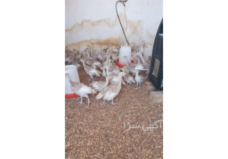 جوجه بوقلمون بوربون دوماهه در اصفهان جوجه بوقلمون بوربون دوماهه یکی