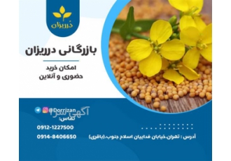 فروش دانه خردل