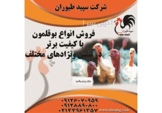 فروش بوقلمون - فروش جوجه بوقلمون نژاد Hybrid