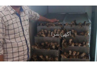 فروش بوقلمون گوشتی 1 روزه بیوتی 6 فروش بوقلمون گوشتی 1 روزه بیوتی 6