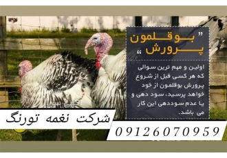 بوقلمون در نژداهای مختلف طیور در تهران شرکت نغمه تورنگ طلایی همراه