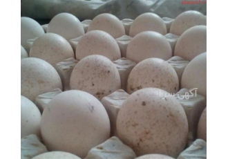 پرورش بوقلمون کانادایی