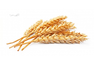 فروش گندم جوو ذرت فروش وواردات گندم وجو ذرت مستقیم وارد کننده گندم
