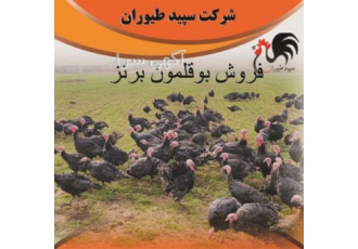 بوقلمون برنز سینه پهن آمریکایی و انگلیسی ، طیور