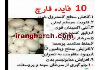 خاک پوششی+کولر صنعتی+رطوبت ساز سردخانه ها ایران قارچ تولید کننده انواع