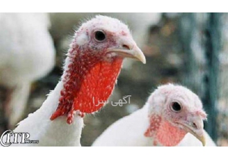 پرورش جوجه بوقلمون از روز دوم تا دهم طیور در تهران نگهداری از جوجه