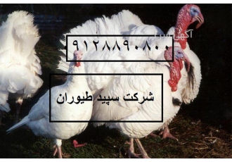 فروش و عرضه جوجه بوقلمون بیوتی 6 ، خرید طیور