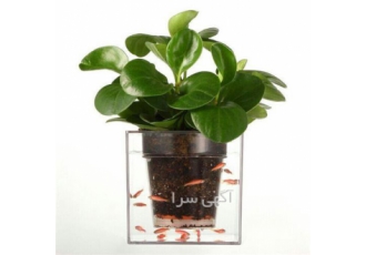 فروش گلدان آکواریوم