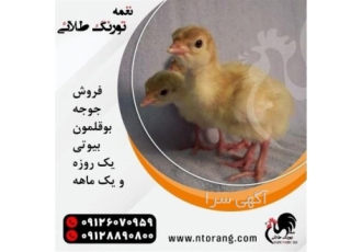 فروش بوقلمون زنده