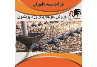 بوقلمون واکسینه در تهران بوقلمون واکسینه طیور بوقلمون یک روزه مشاوران