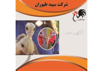 قیمت و فروش جوجه بوقلمون بیوتی یک ماهه طیور در تهران قیمت و فروش جوجه