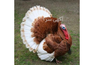 تامین و فروش بوقلمون گوشتی در آب بر فروش انواع بوقلمون گوشتی و تخم گذار