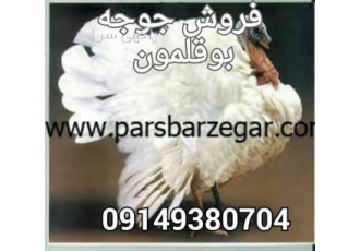 فروش جوجه بوقلمون بیوتی 6 ( فوق سنگین )