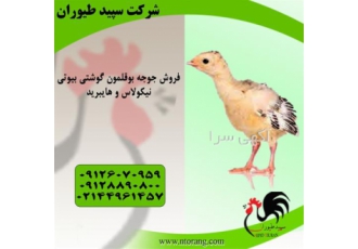 فروش جوجه بوقلمون در تعداد بالا مناسب ترین قیمت در تهران فروش جوجه یک