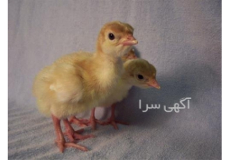 قیمت جوجه بوقلمون یک روزه بی یوتی - طیور